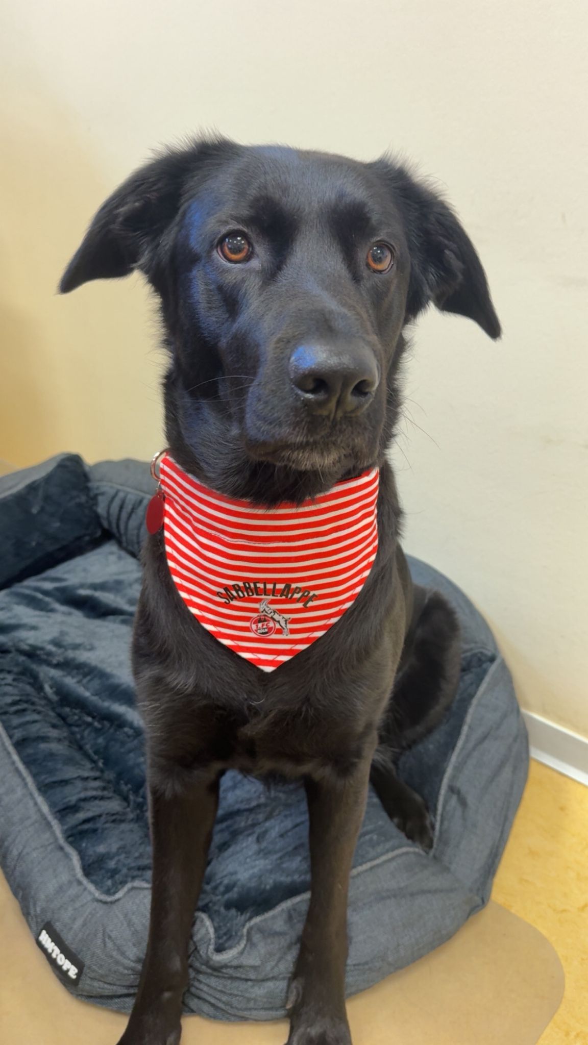 Kita-Hund in Ausbildung